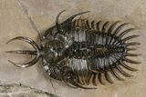 Top Quality Walliserops Hammi Trilobite - Foum Zguid, Morocco #381461-1